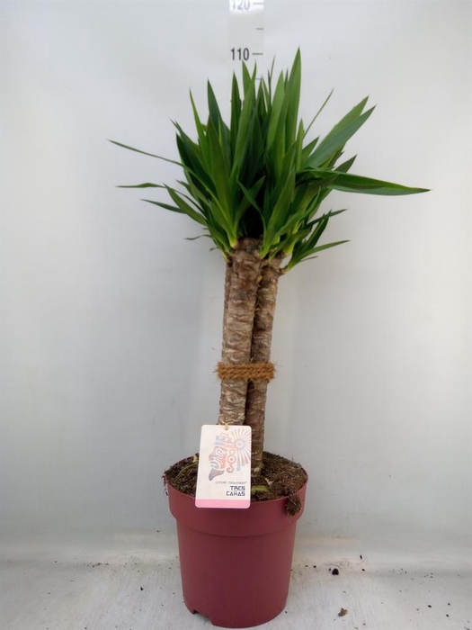 <h4>Yucca elephantipes ...</h4>