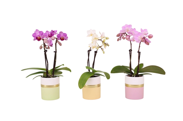 <h4>Dolomite Horizon Pastel Tiny Dolls Mix 2T10+ Aqu@</h4>