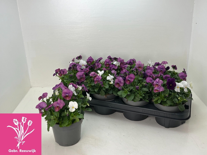 <h4>VIO TRICOLOR</h4>