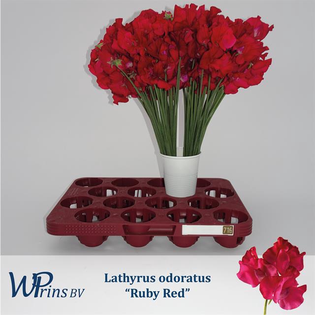 <h4>LATHYR RUBY RED</h4>
