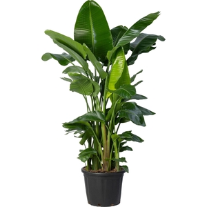 Strelitzia nicolai