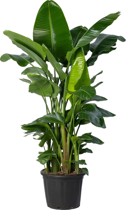 <h4>Strelitzia nicolai</h4>
