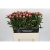 Paeonia Dr A Fleming