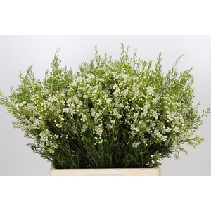 Chamelaucium Ofir