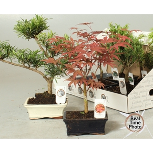 BONSAI GEM