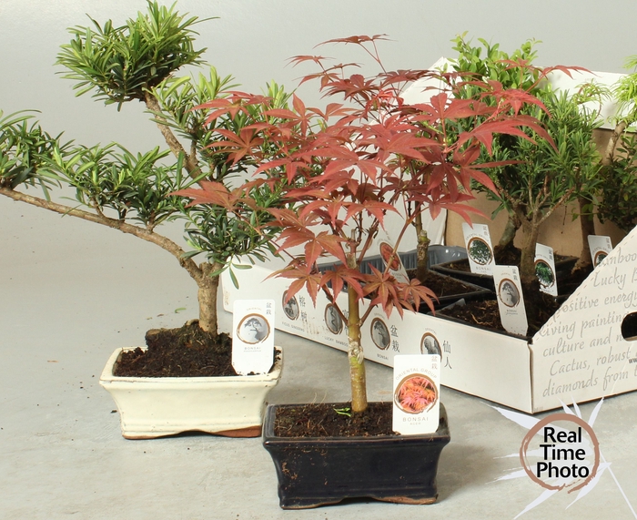 <h4>BONSAI GEM</h4>