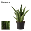 Sansevieria Javanica 9 cm (Decorum)