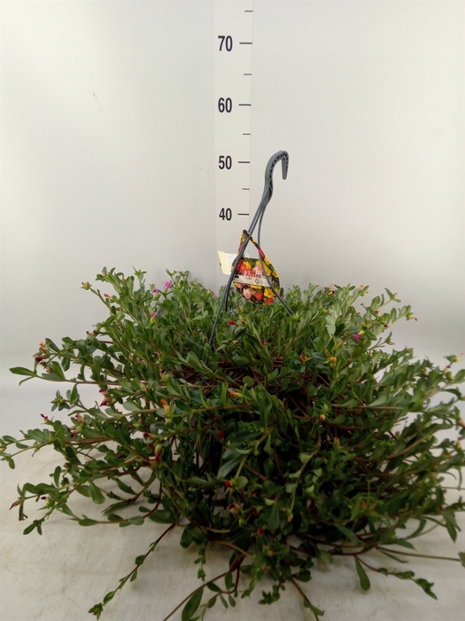 <h4>Portulaca   ...mix in pot</h4>