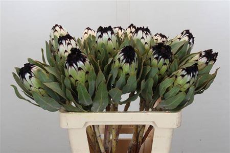 <h4>Protea Mag Niobe</h4>