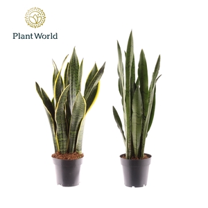Sansevieria gemengd 2 soorten