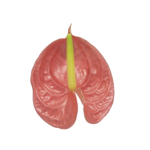 ANTHURIUM NEON 9/11 035 CM DIAM MIN 9 CM ROSA