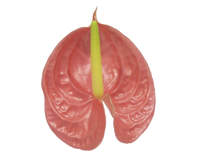 <h4>ANTHURIUM NEON 11/13 040 CM DIAM MIN 11 CM ROSA</h4>