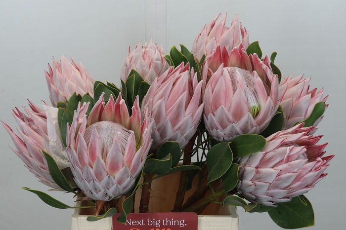 Protea Cynaroides