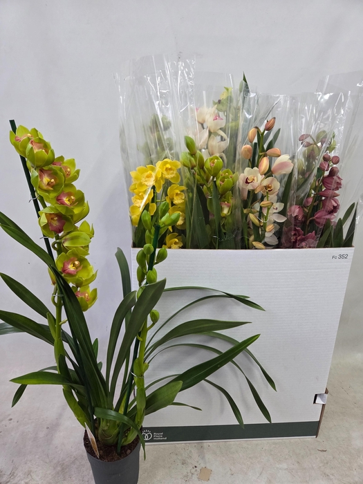 <h4>CYMB GEMENGD</h4>