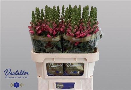 <h4>Antirrhinum majus 'Avignon Cherry Rose'</h4>