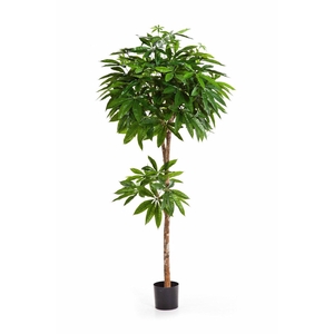 Pachira PP550067GRN