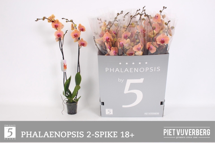 <h4>PHAL OV ORANJE</h4>