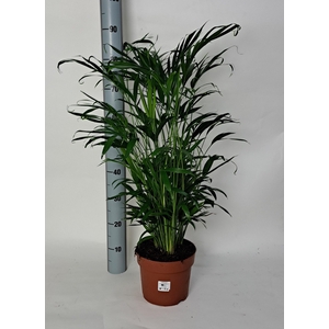 CHAMAED CATARACTARUM