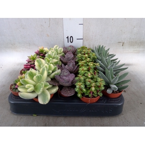 Succulents   ...
