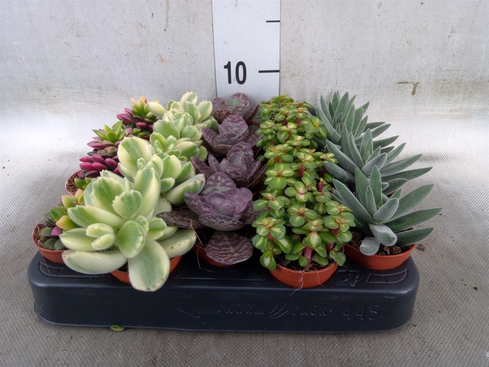 <h4>Succulents   ...</h4>