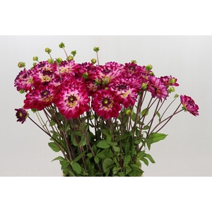 Dahlia Marshmellow Mellie