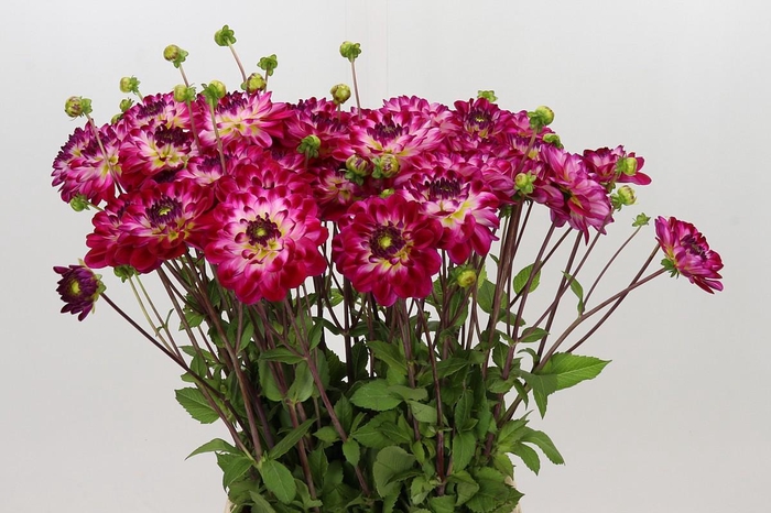 <h4>Dahlia Marshmellow Mellie</h4>