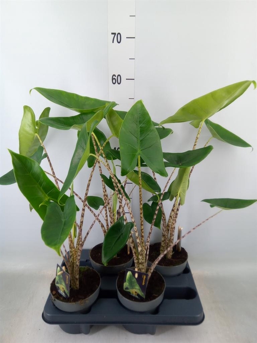 <h4>Alocasia zebrina</h4>