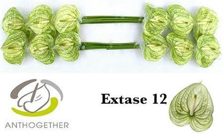 <h4>Anth A Extase</h4>