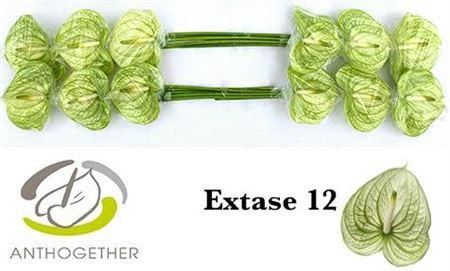 <h4>Anth A Extase</h4>