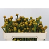 Cape GreenTortum Yellow