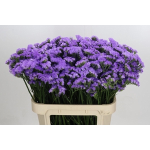Limonium sinuatum Martin Blue