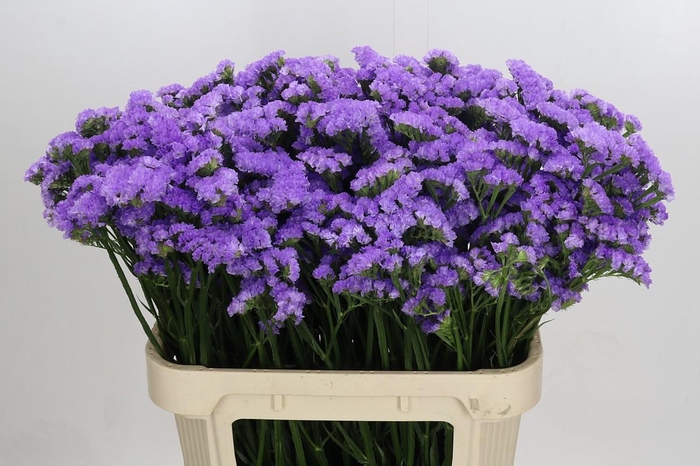 <h4>Limonium sinuatum Martin Blue</h4>