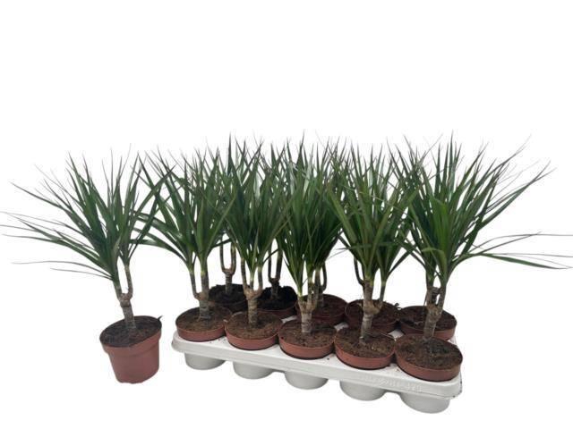 <h4>DRA MARGINATA</h4>