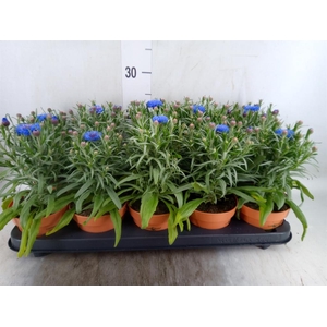 Centaurea   ...