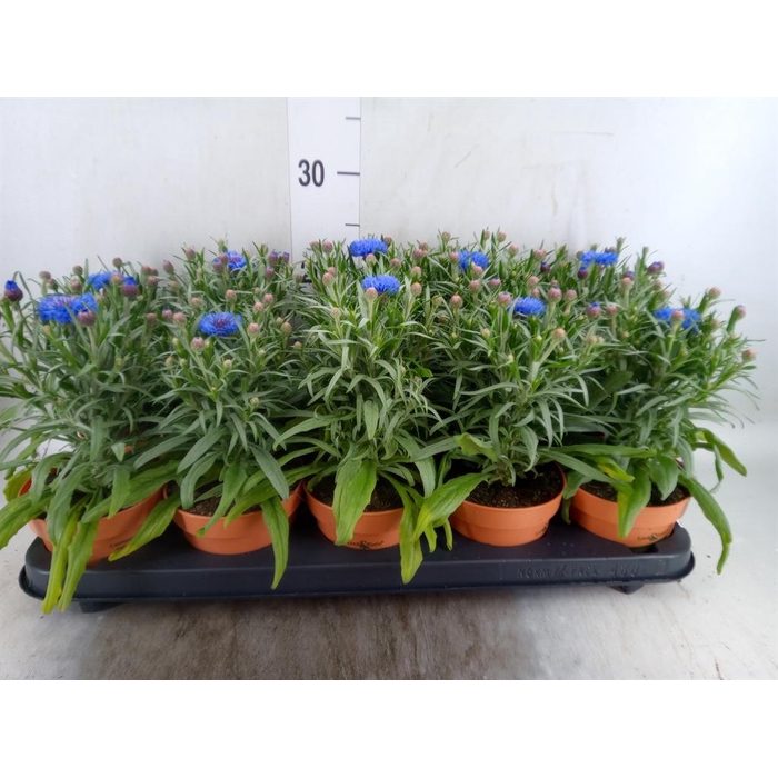 <h4>Centaurea   ...</h4>