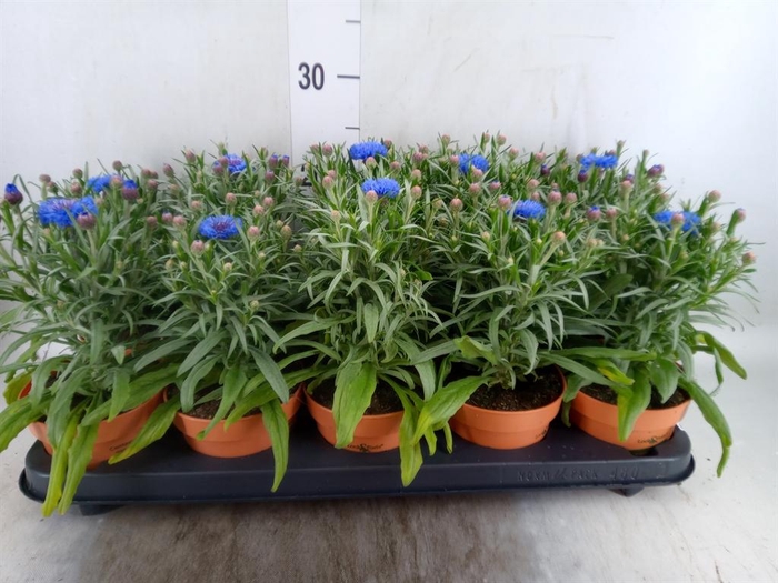 <h4>Centaurea   ...</h4>