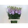 Matthiola Iron Marine