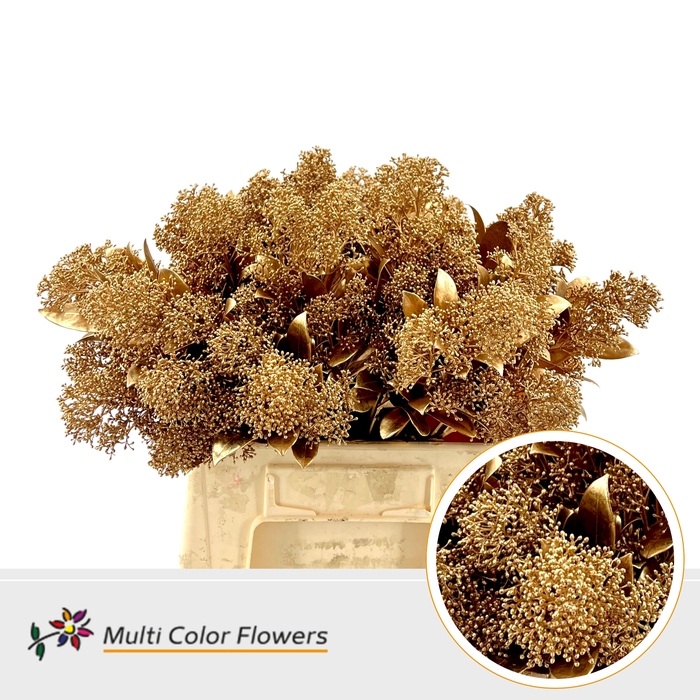 <h4>Skimmia Antique</h4>