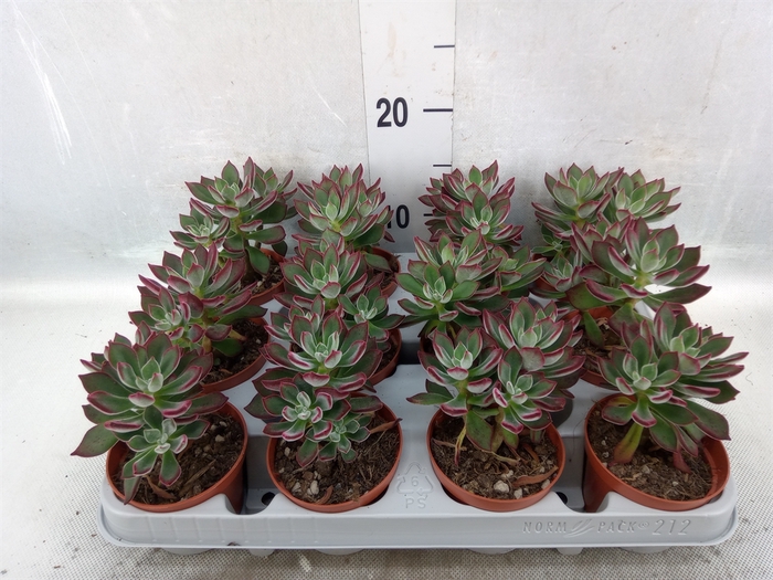 <h4>Echeveria pulvinata 'Devotion'</h4>