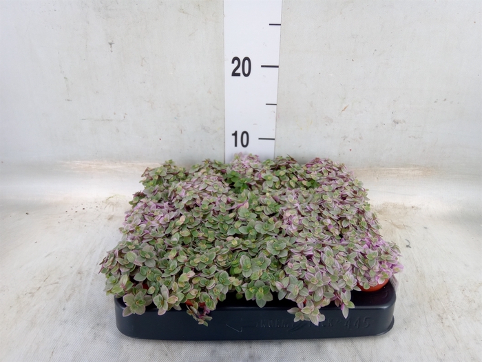 <h4>Callisia repens 'Rosato'</h4>