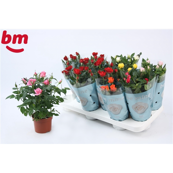 <h4>Rosa Beau Monde gemengd met 50% rood 10,5 cm</h4>