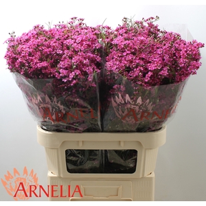 CHAMELAUCIUM 'FREE SPIRIT'