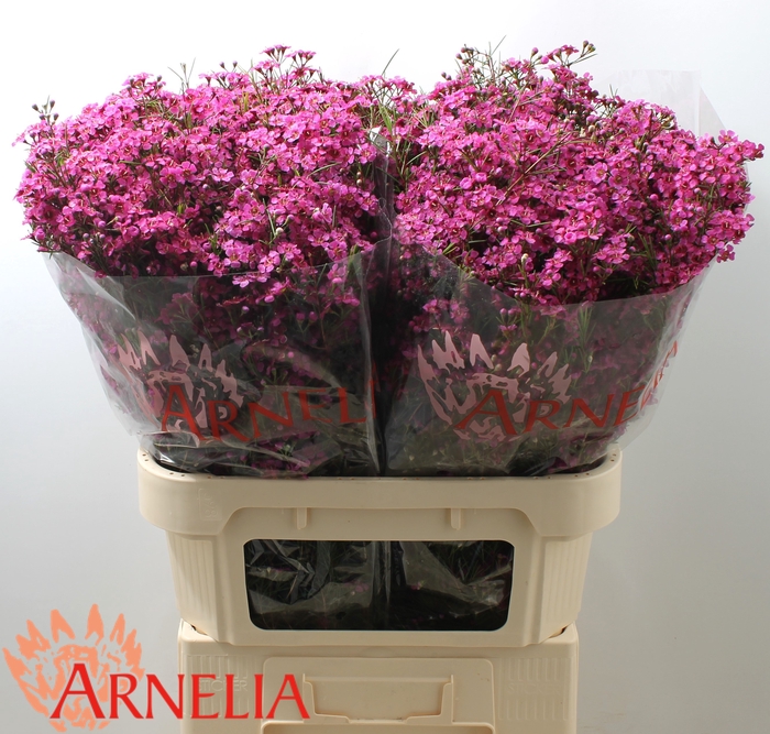 <h4>CHAMELAUCIUM 'FREE SPIRIT'</h4>