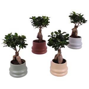 Ficus m. Ginseng Ball Shape Ø12cm in Ø16cm Ceramic CC460