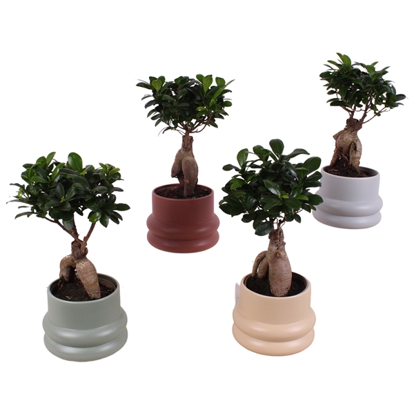 <h4>Ficus m. Ginseng Ball Shape Ø12cm in Ø16cm Ceramic CC460</h4>