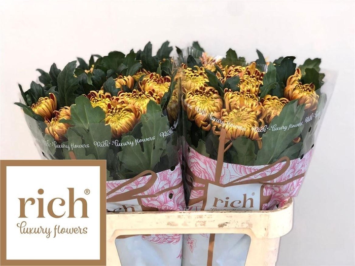 <h4>CHR G FUEGO</h4>