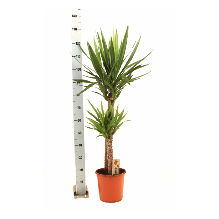 <h4>Yucca 24Ø 135cm 2Head</h4>