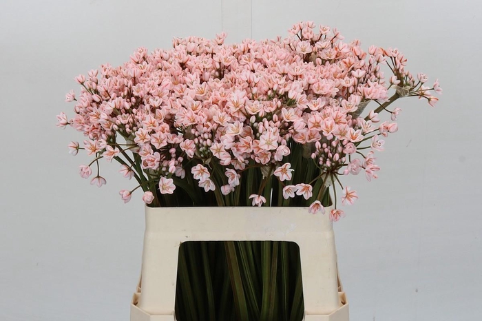 <h4>Allium Dyed Orange</h4>