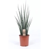 Sansevieria Fernwood Mikado