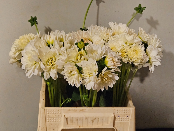 <h4>DAHL DEC WHITE CAP</h4>